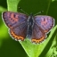 Lycaena helle