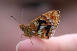 Kartiergruppe B. euphrosyne im Warndt