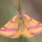 Schutzgemeinschaft heimischer Insekten gegründet