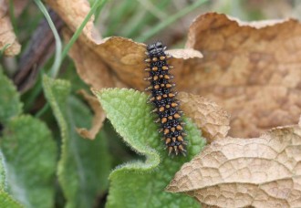 Beitrag zur Larvalökologie von Melitaea athalia