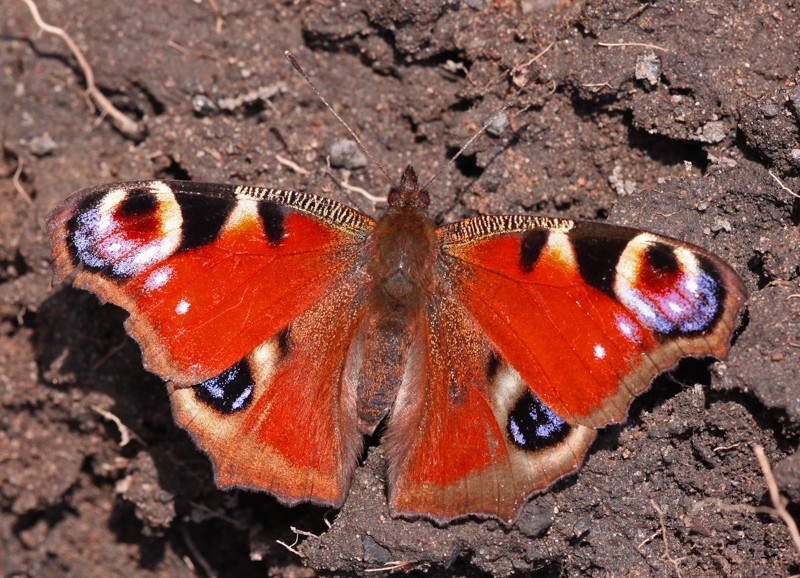 Überwinternder Schmetterling in der Wohnung?