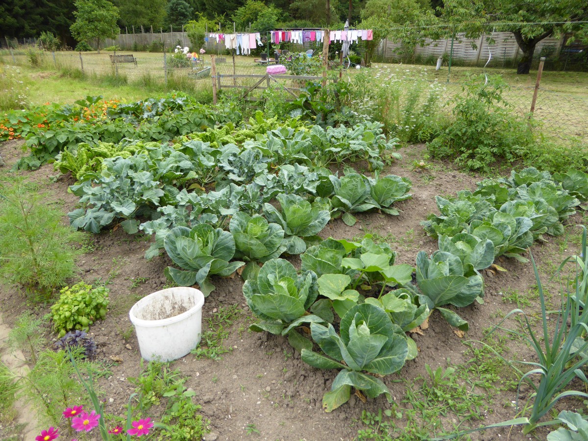 10. Juli 2016 im Garten