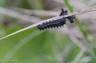 Jungraupe Saturnia pavonia, kurz vor der Häutung