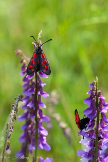 Zygaena filipendulae