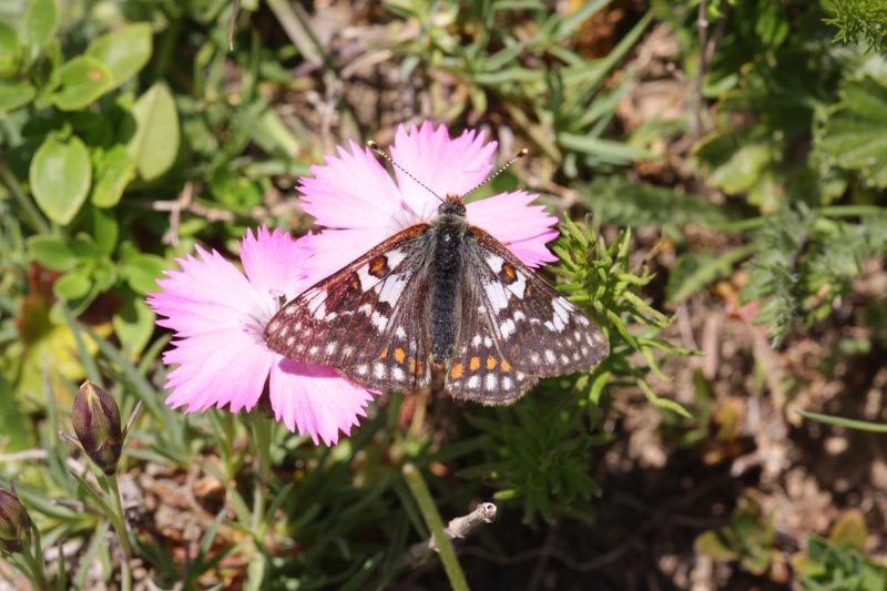 Euphydryas cynthia - Raupenüberwinterung und Zucht