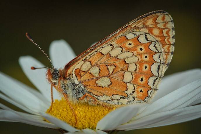 b2ap3_thumbnail_euphydryas_aurinia_hessen.jpg