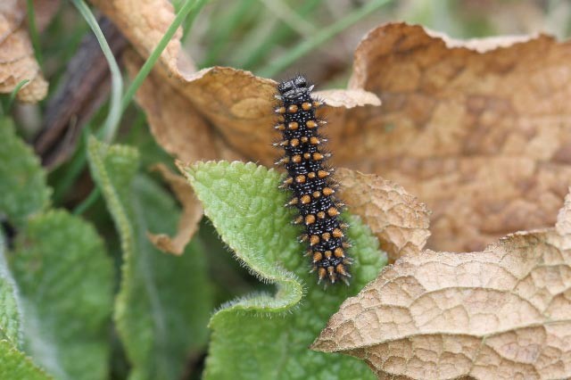 Beitrag zur Larvalökologie von Melitaea athalia