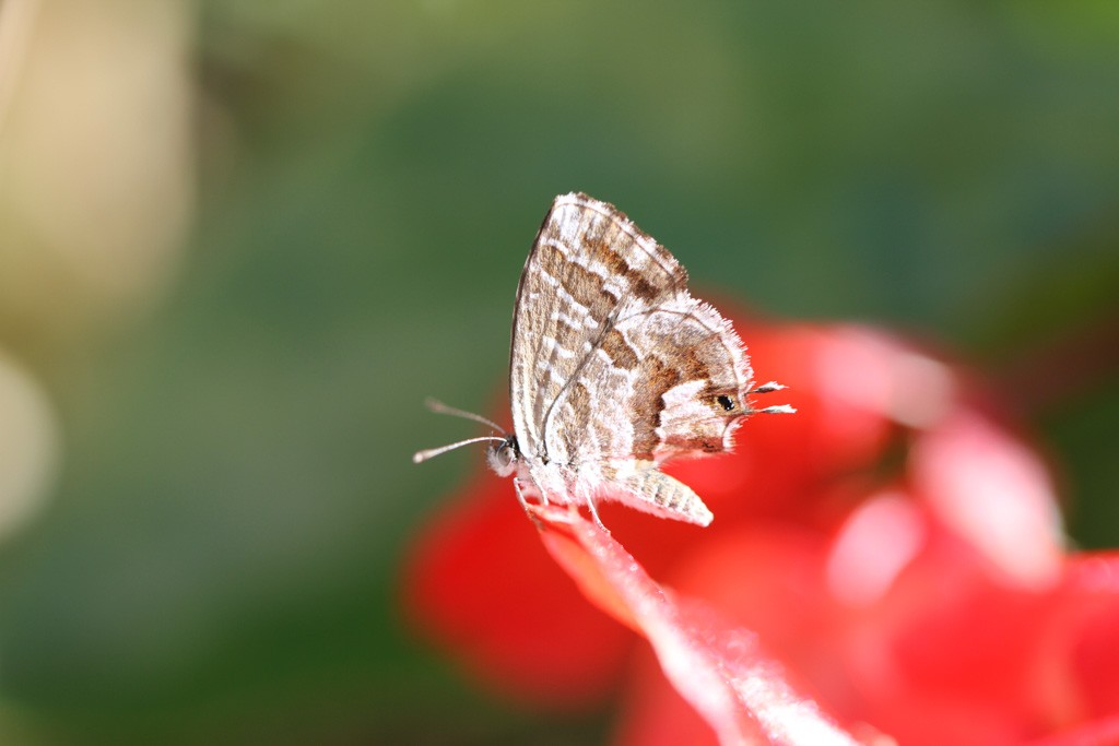 Cacyreus marshalli in der Provence