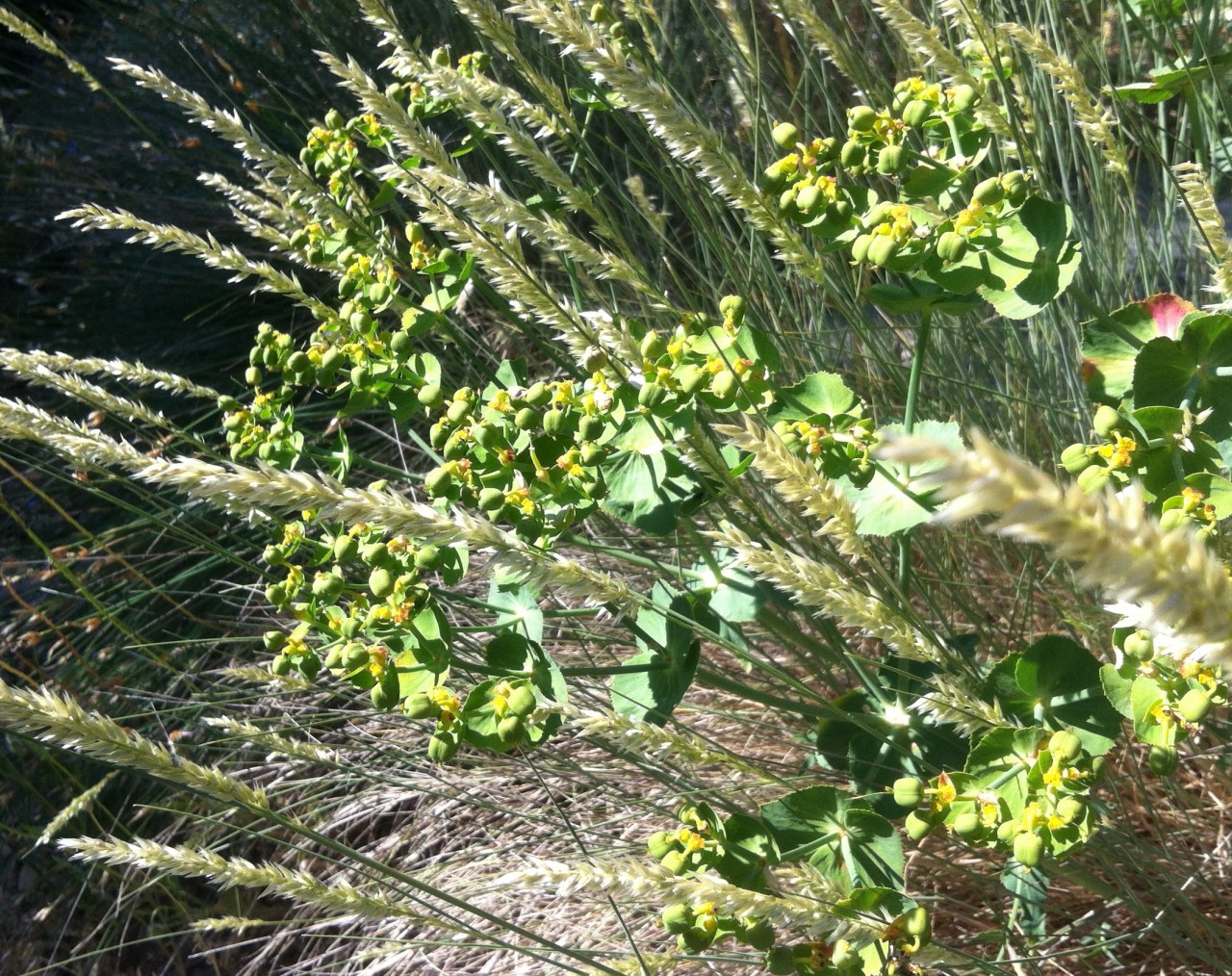 Kurzbericht: Hyles Euphorbiae - Wolfsmilchschwärmer