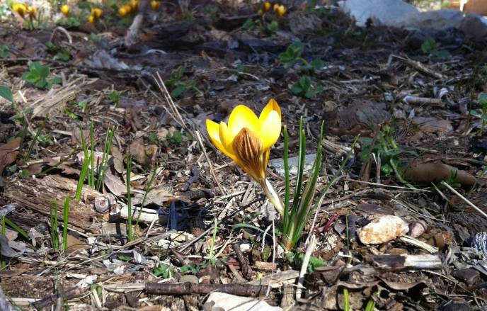 b2ap3_thumbnail_Crocus-flavus-25.02.2015.JPG