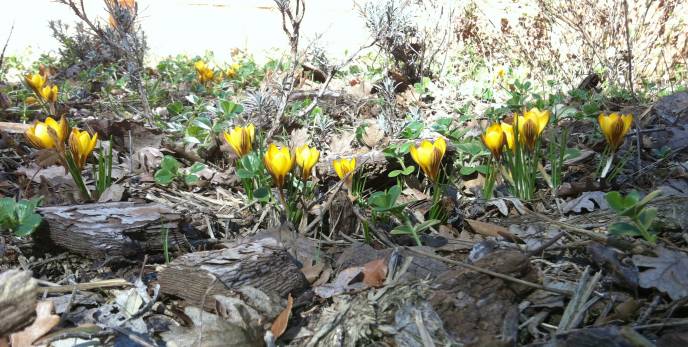 b2ap3_thumbnail_Crocus-flavus-25.02.20152.JPG