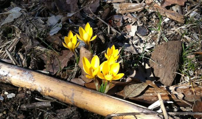 b2ap3_thumbnail_Crocus-flavus-Crocus-dore-devant-la-salle-polyvalante-25.02.2015.JPG