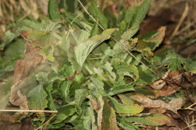 IMG 0631-1