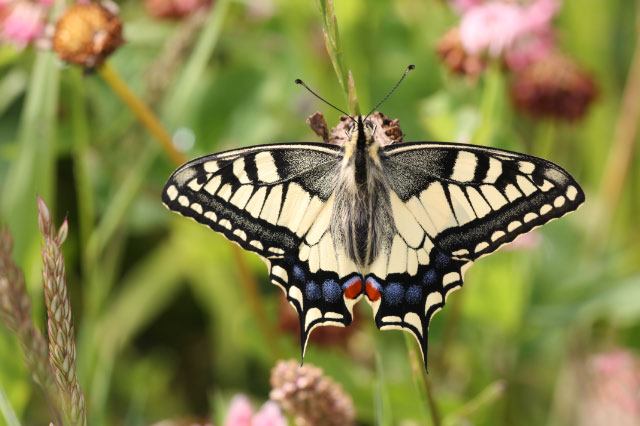 Papilio machaon 