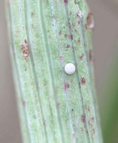 L. virgaureae Eier (vermutlich)