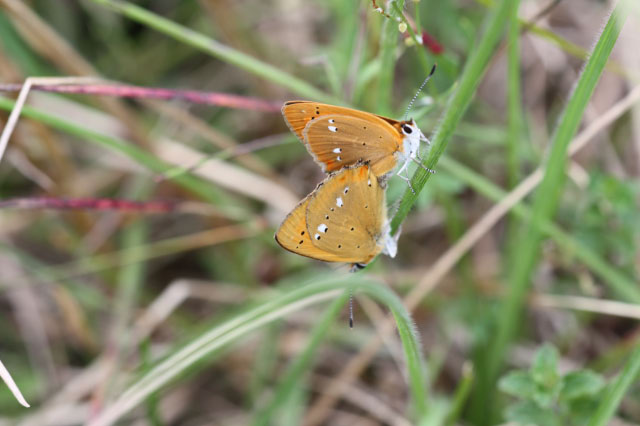 Kopula L. virgaureae