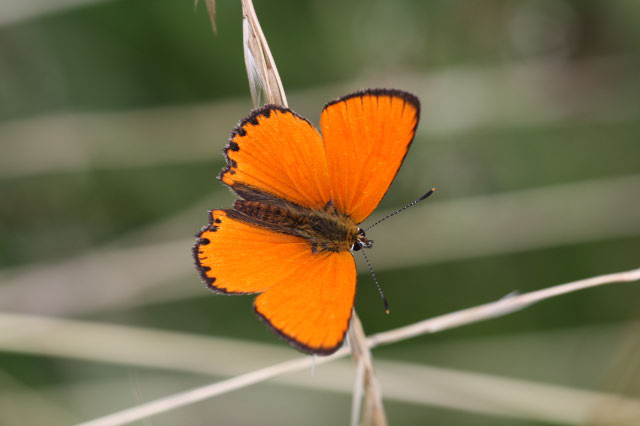 L. virgaureae Oberseite