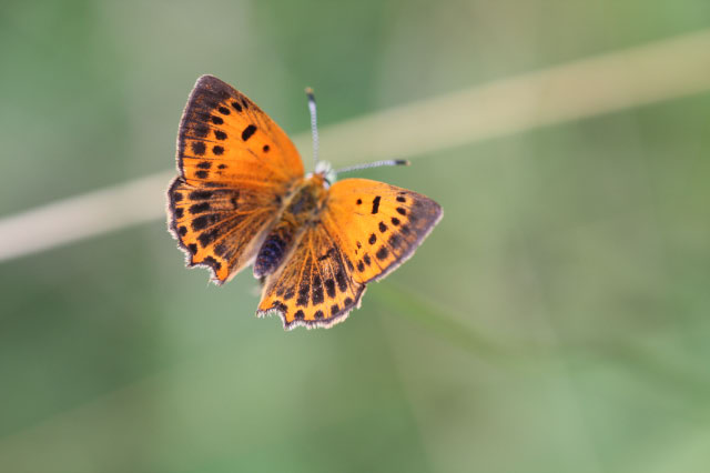L. virgaureae Weibchen
