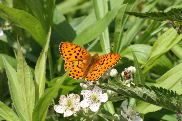 Brenthis daphne, Brombeerperlmuttfalter