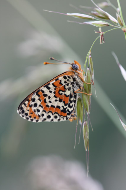 Melitaea didyma