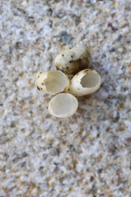 Actias dubernardi - Eihüllen und ein noch nicht geschlüpftes Ei