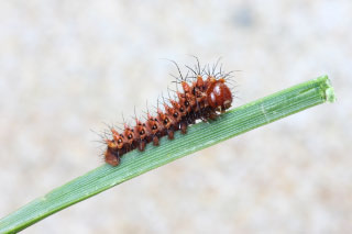 Raupe nach der ersten Häutung