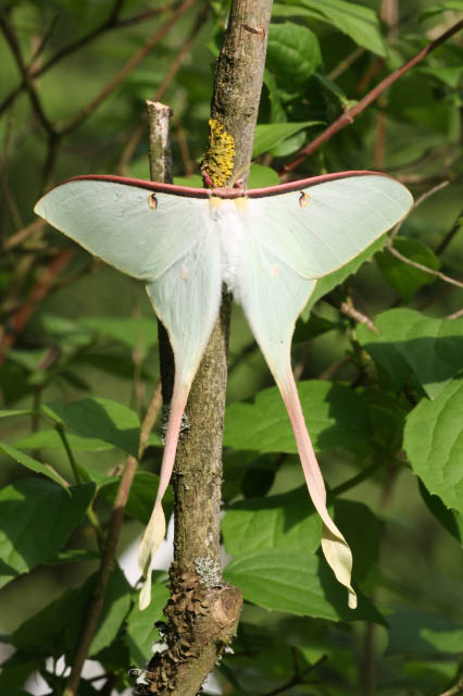 Actias dubernardi - Weibchen
