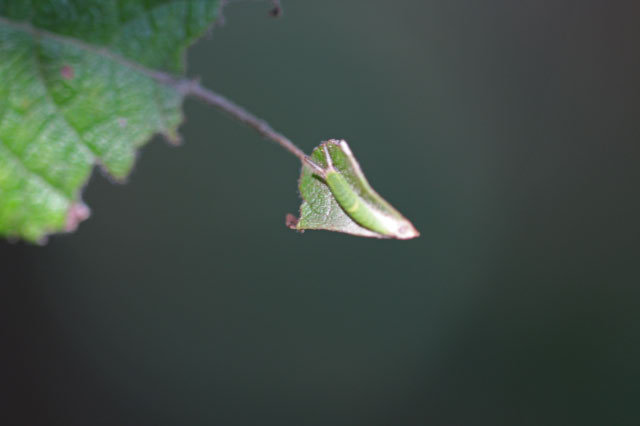 Apatura iris - Raupe auf typischem Fraßbild