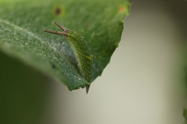 Apatura iris - Raupe in Ruhehaltung (fast wie ein Schwärmer!)