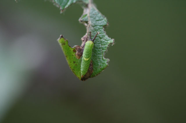 Apatura iris - Raupe nach der Eingewöhnung auf der neuen Wirtspflanze. Das Fraßbild ist bereits wieder zu erkennen.