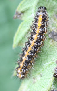 Euplagia quadripunctaria - Raupe 2