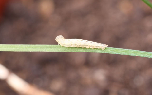L2/3 Raupe von H. fagi