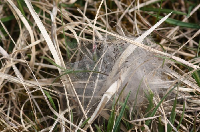 Nest von E. aurinia