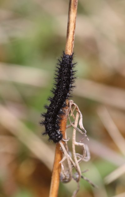 Raupe von E. aurinia