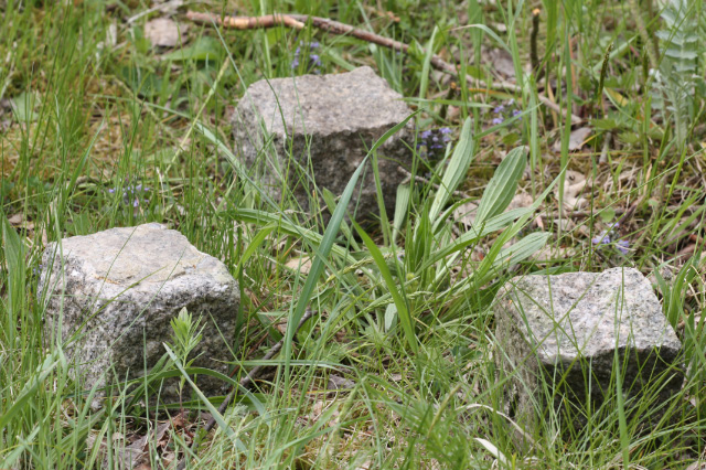 Nest von Melitaea cinxia