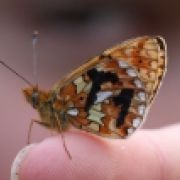 Nächtliche Raupensuche am Warndtweiher