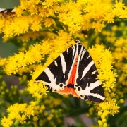 Saarländischer Entomologentag 2017