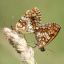 Larvalökologie von Melitaea athalia 1