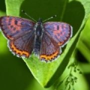 Lycaena helle -- ABGESAGT --