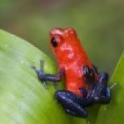 Monatsvortrag der Delattinia: H. Petrischak – „Faszination Regenwald - Landschaften und Tierwelt Costa Ricas“