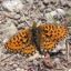 Synchronzählung Boloria euphrosyne