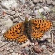Synchronzählung Boloria euphrosyne