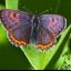 Lycaena helle