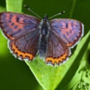 Lycaena helle