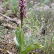 Peter Steinfeld - Bemerkenswertes zur Orchideenflora im Bliesgau