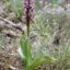 Peter Steinfeld - Bemerkenswertes zur Orchideenflora im Bliesgau