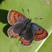 Exkursion zu Lycaena helle