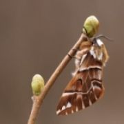 Kartierung Endomis versicolora (mit Lockweibchen)