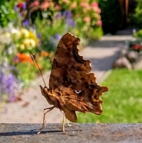 Herbstlaub