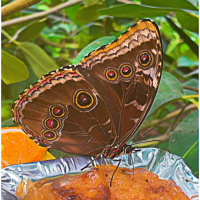 mary butterfly